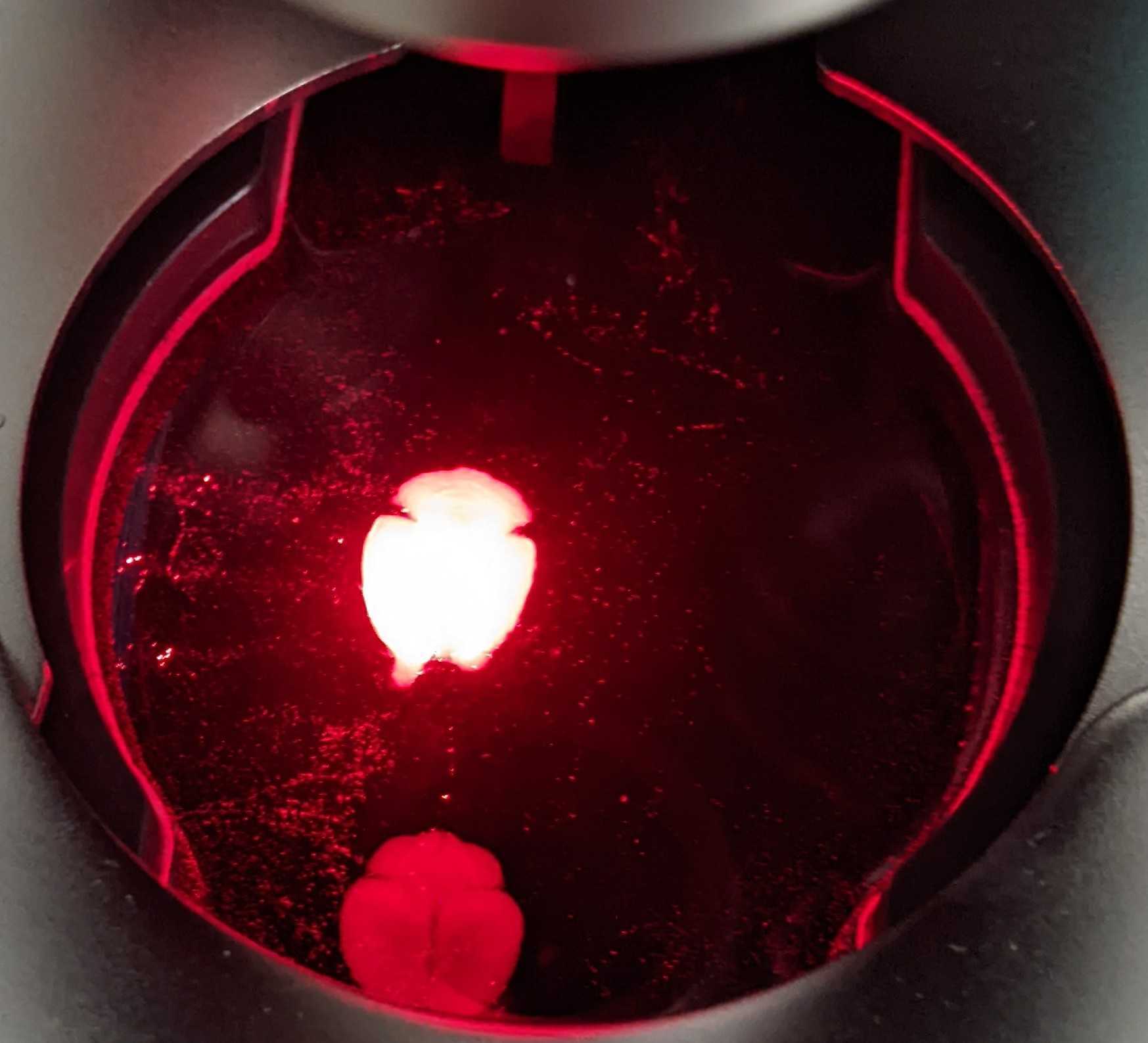 Lightsheet microscopy